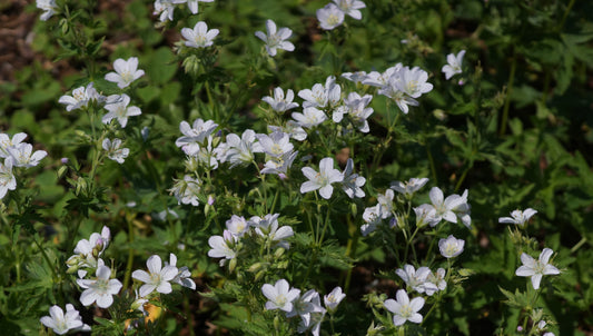 Geranium sylvaticum 'Album'  - Wald-Storchschnabel