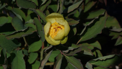 Paeonia daurica subsp. mlokosewitschii - Mlokosewitschs Pfingstrose