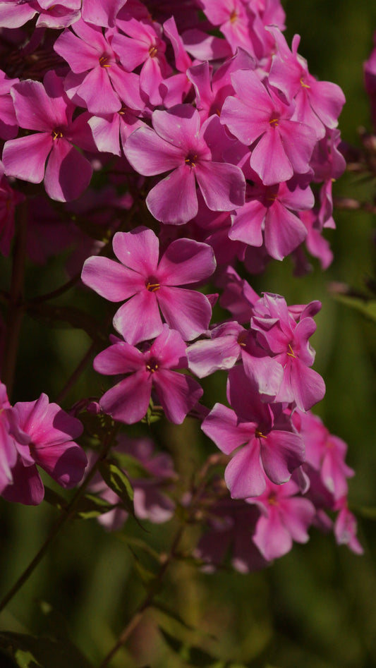 Phlox paniculata 'Christine' - Hoher Stauden-Phlox
