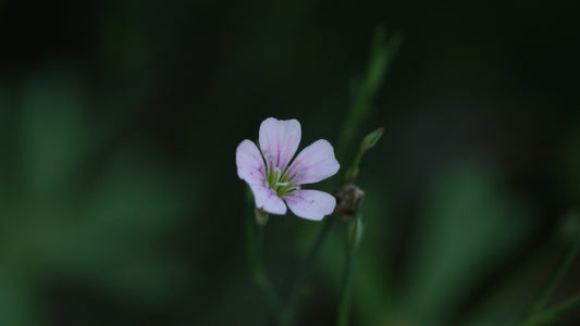 Petrorhagia saxifraga - Steinbrech-Felsennelke