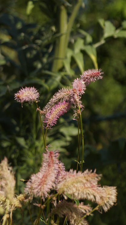 Sanguisorba obtusa 'Weihenstephan' - Hoher Wiesenknopf