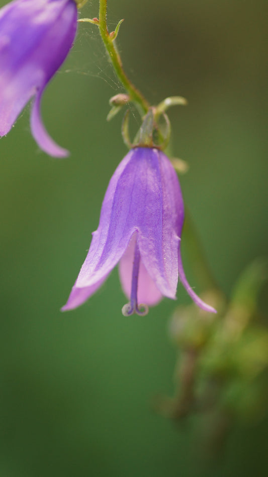 Campanula rapunculoides - Acker-Glockenblume