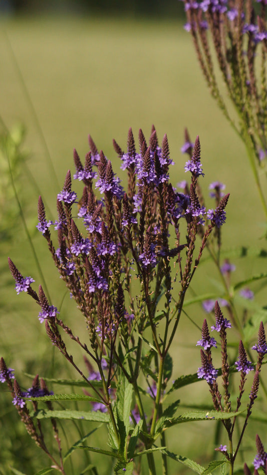 Verbena hastata 'Blue Spires' - Lanzen-Eisenkraut