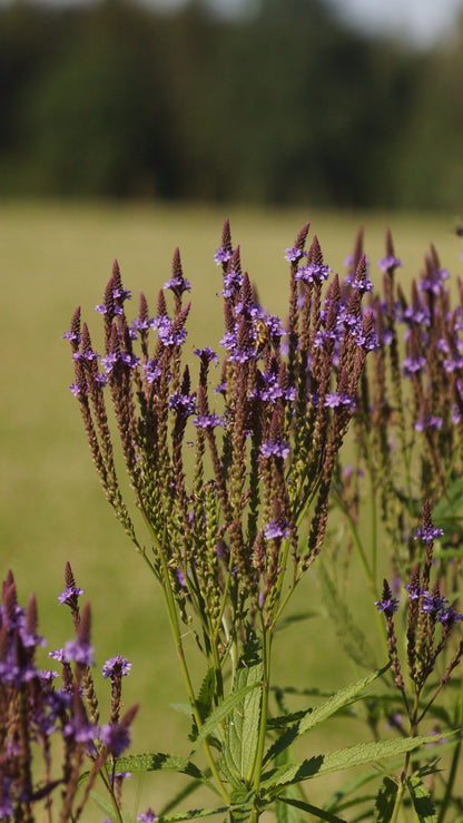 Verbena hastata 'Blue Spires' - Lanzen-Eisenkraut