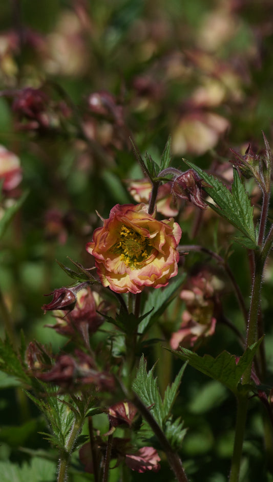 Geum Hybride 'Pretticoats Peach' - Nelkenwurz