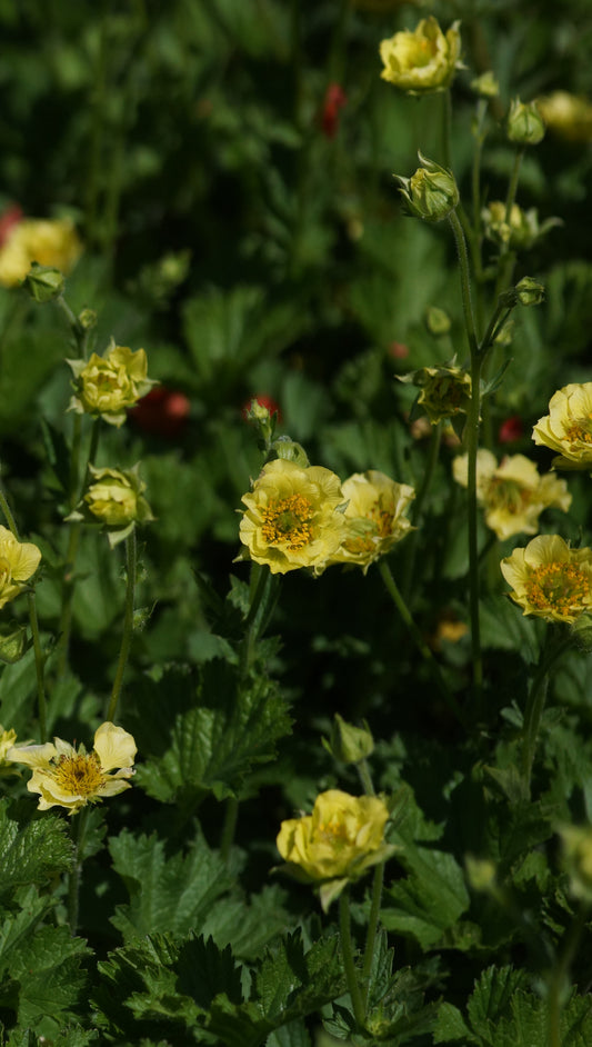 Geum Hybride 'Banana Daiquiri' - Nelkenwurz