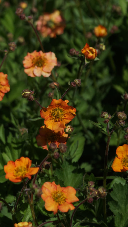 Geum Hybride 'Foxy Tempest' - Nelkenwurz