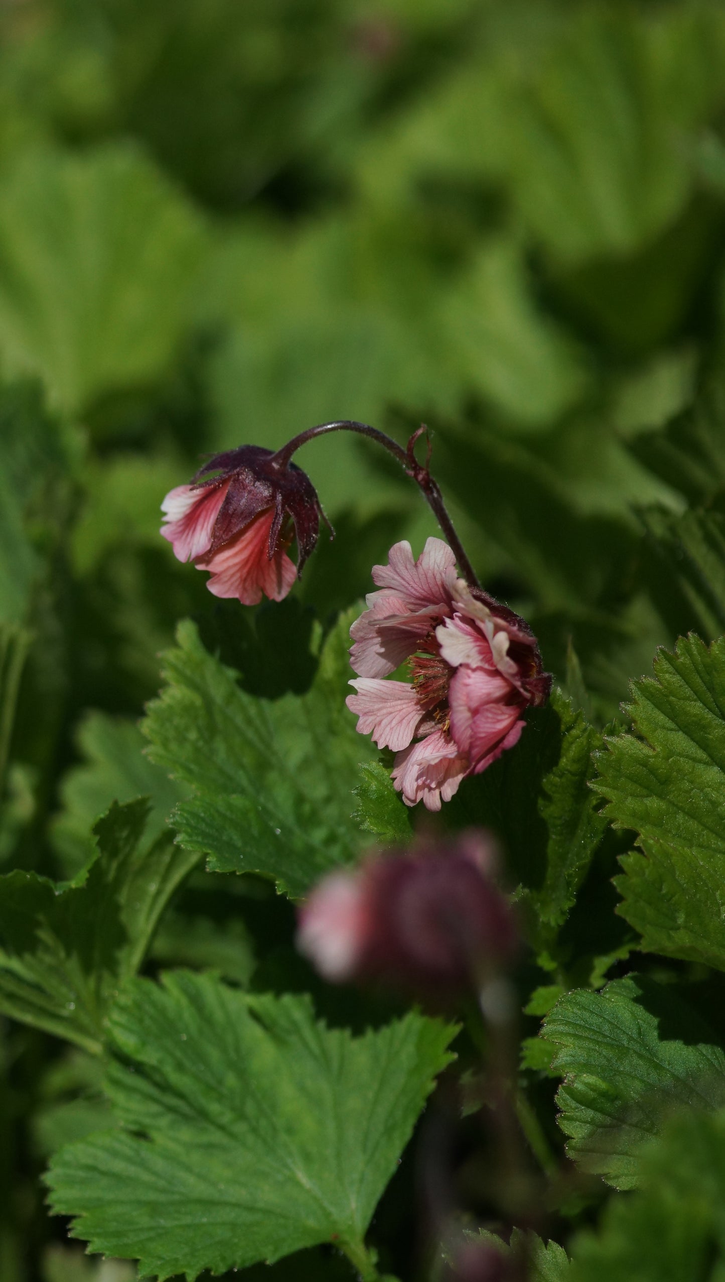 Geum Hybride 'Censation Pink Fluffy' - Nelkenwurz