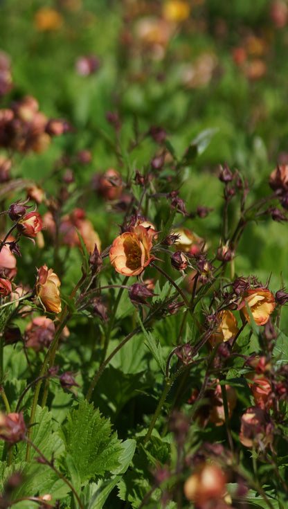 Geum Hybride 'Nonna' - Nelkenwurz
