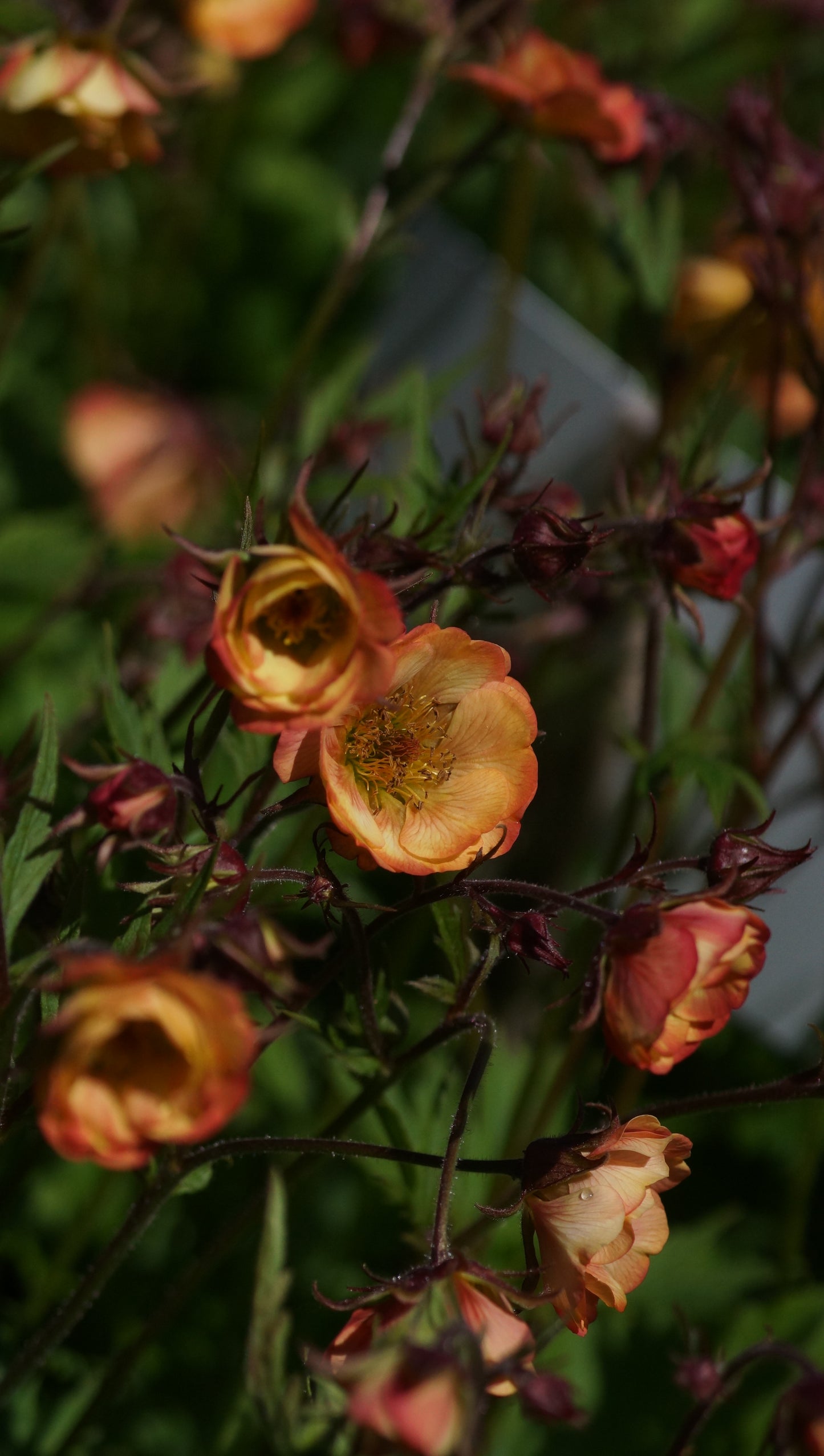 Geum Hybride 'Nonna' - Nelkenwurz