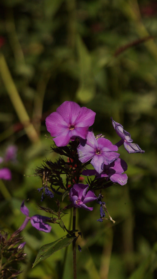 Phlox paniculata 'Blue Paradise' - Hoher Stauden-Phlox
