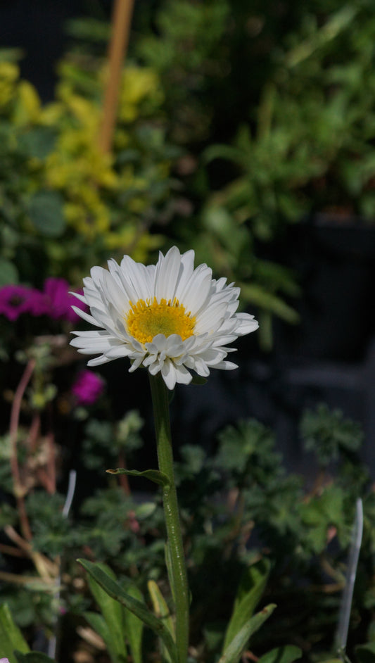 Aster alpinus 'Albus' - Alpen-Aster