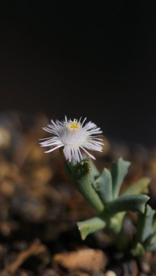 Ruschia rupicola aff. SB 1508, N-E Keimoes - Felsen-Ruschia