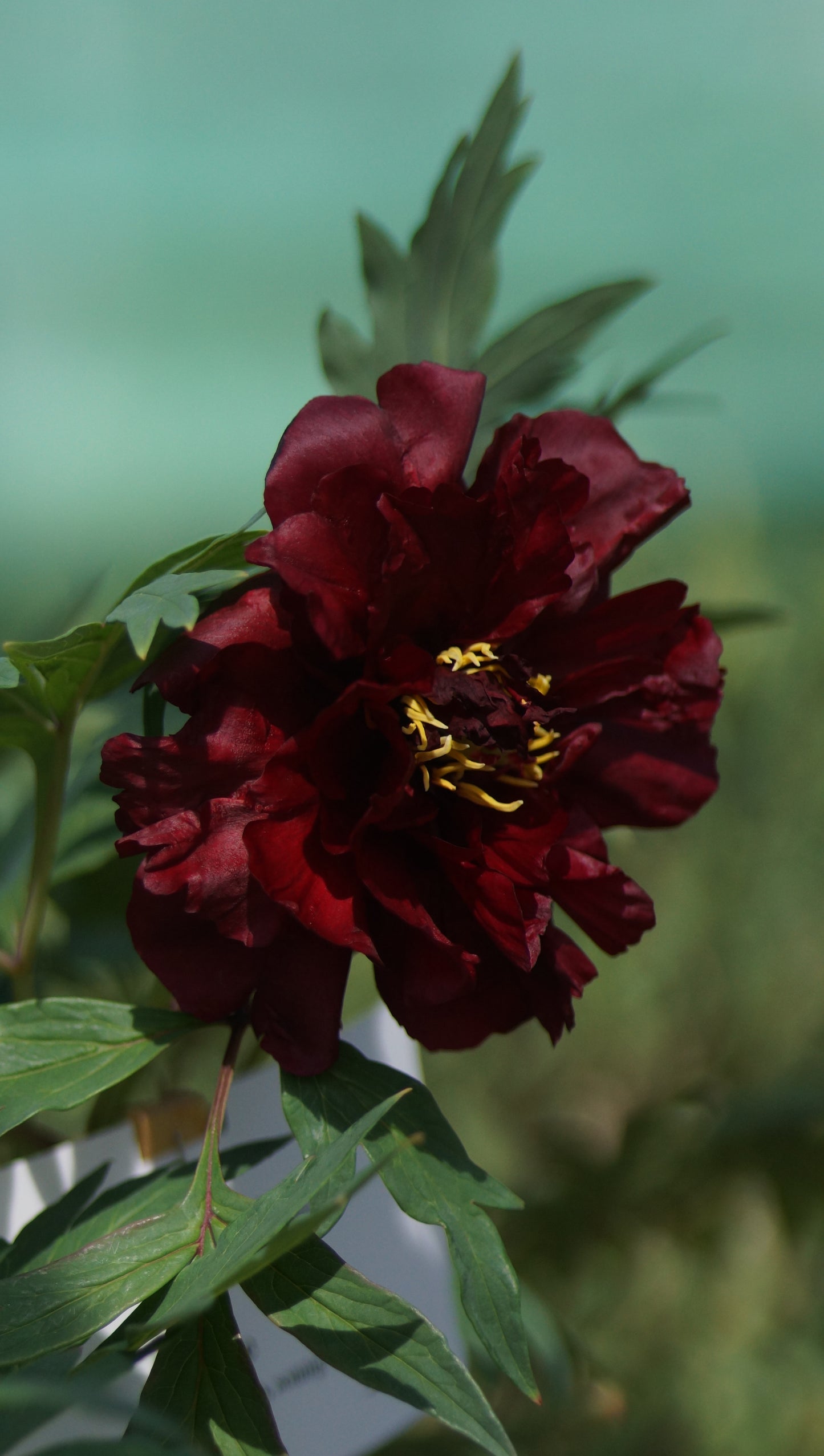 Paeonia Lutea-Hybride 'Vesuvian' - Strauch-Pfingstrose