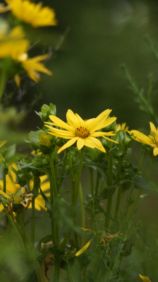 Silphium perfoliatum - Echte Kompasspflanze