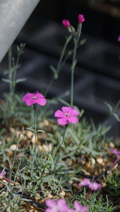 Dianthus gratianopolitanus 'Babi Lom'- Pfingst-Nelke
