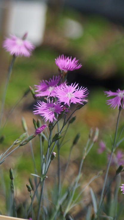 Dianthus anderwoodii - Anderwood Nelke