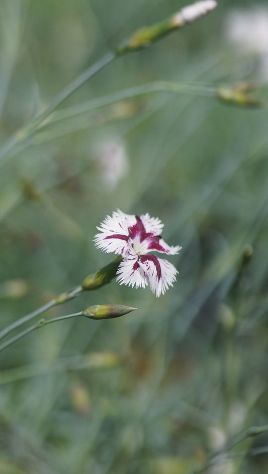 Dianthus lumnitzeri 'Tatra Fragrance' - Feder-Nelke