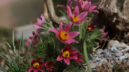 Pulsatilla vulgaris 'Rote Glocke' - Küchenschelle