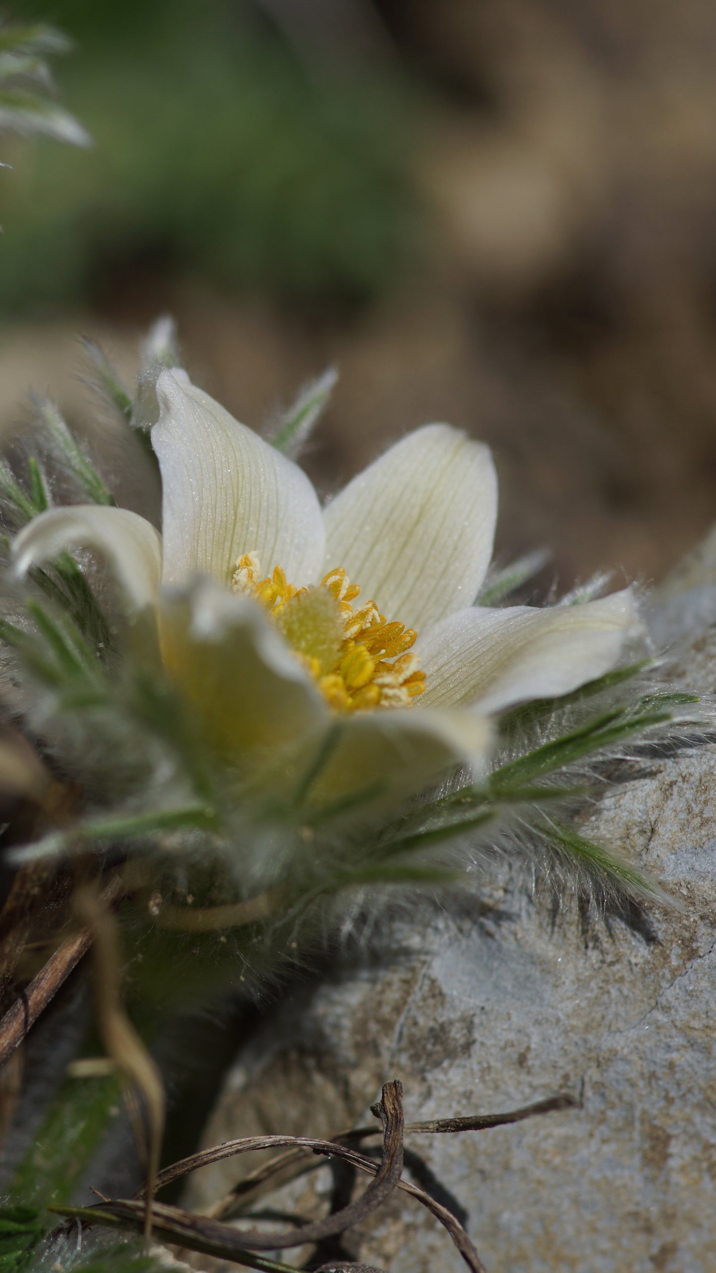 Pulsatilla vulgaris 'Alba' - Küchenschelle