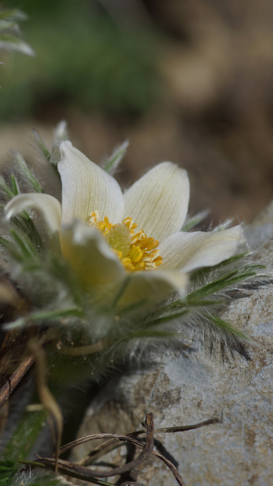 Pulsatilla vulgaris 'Alba' - Küchenschelle