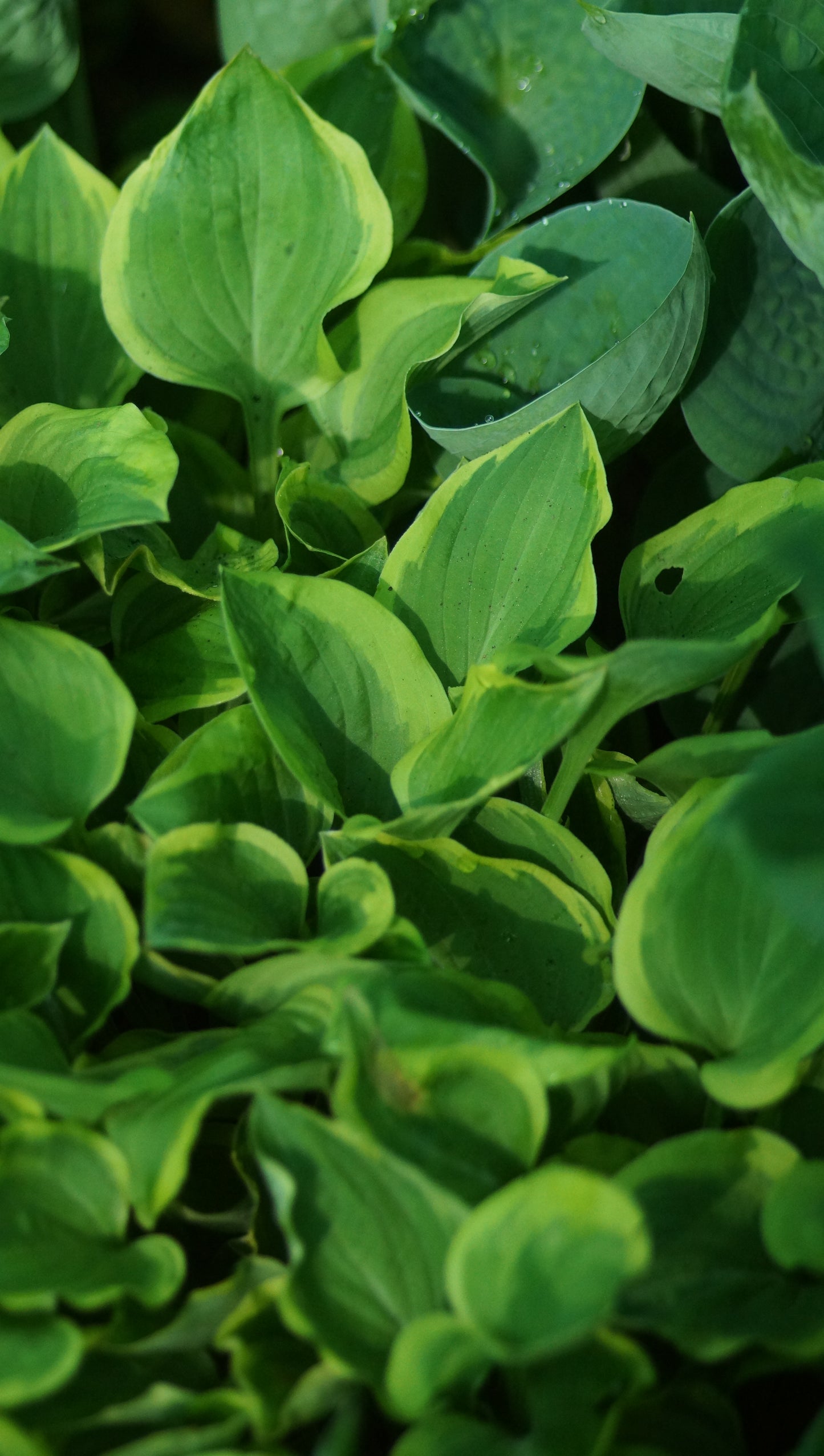 Hosta Hybride 'Golden Tiara' - Funkie