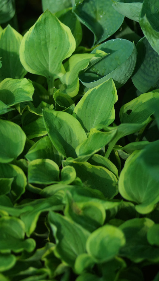 Hosta Hybride 'Golden Tiara' - Funkie