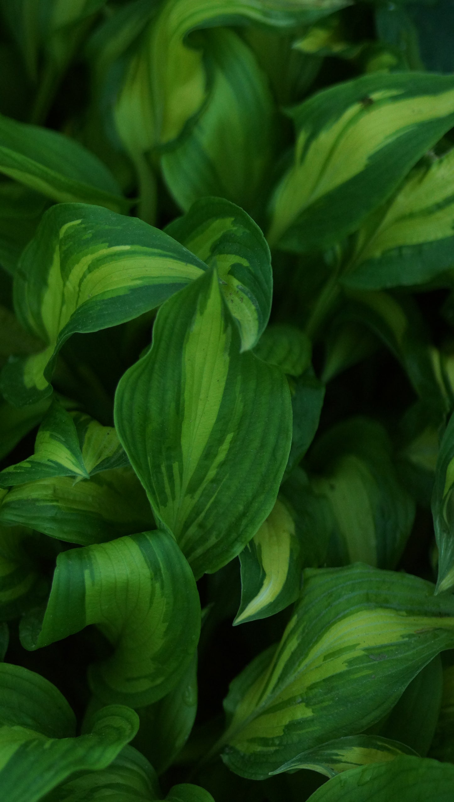 Hosta Hybride 'Cherry Berry' - Funkie