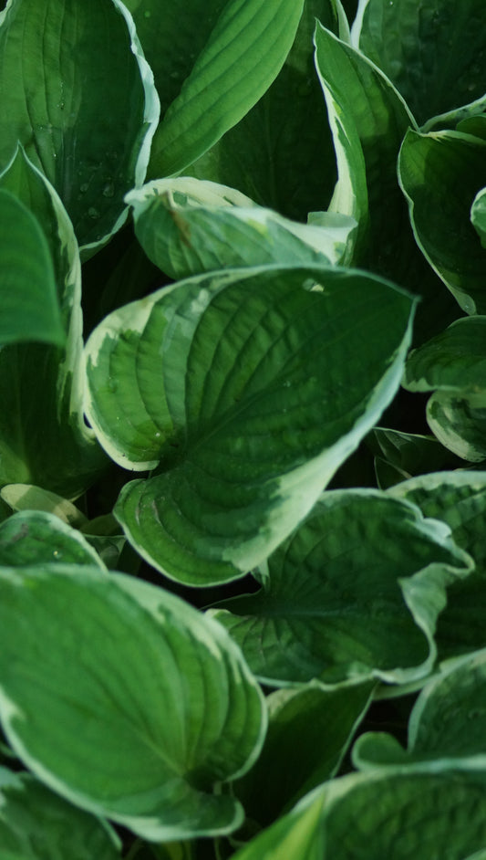 Hosta fortunei 'Francee' - Funkie