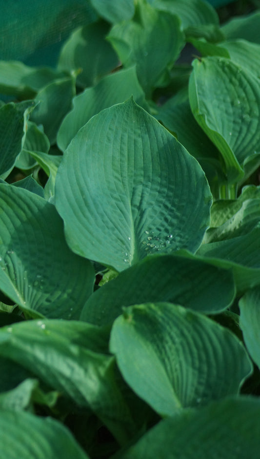 Hosta Hybride 'Big Daddy' - Funkie