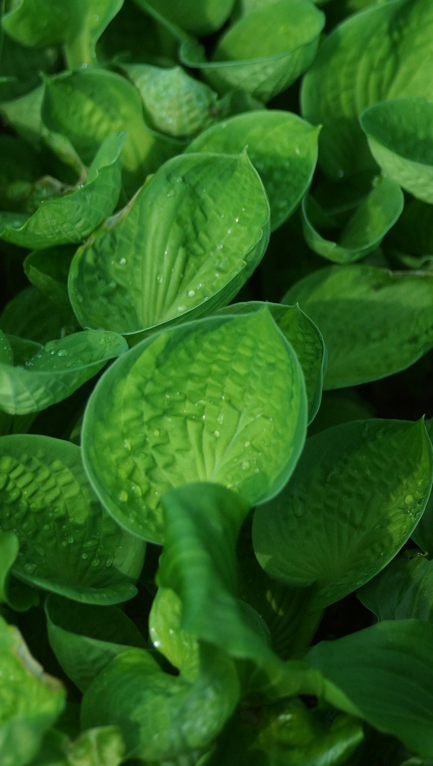 Hosta Hybride 'Rainforest Sunrise' - Funkie