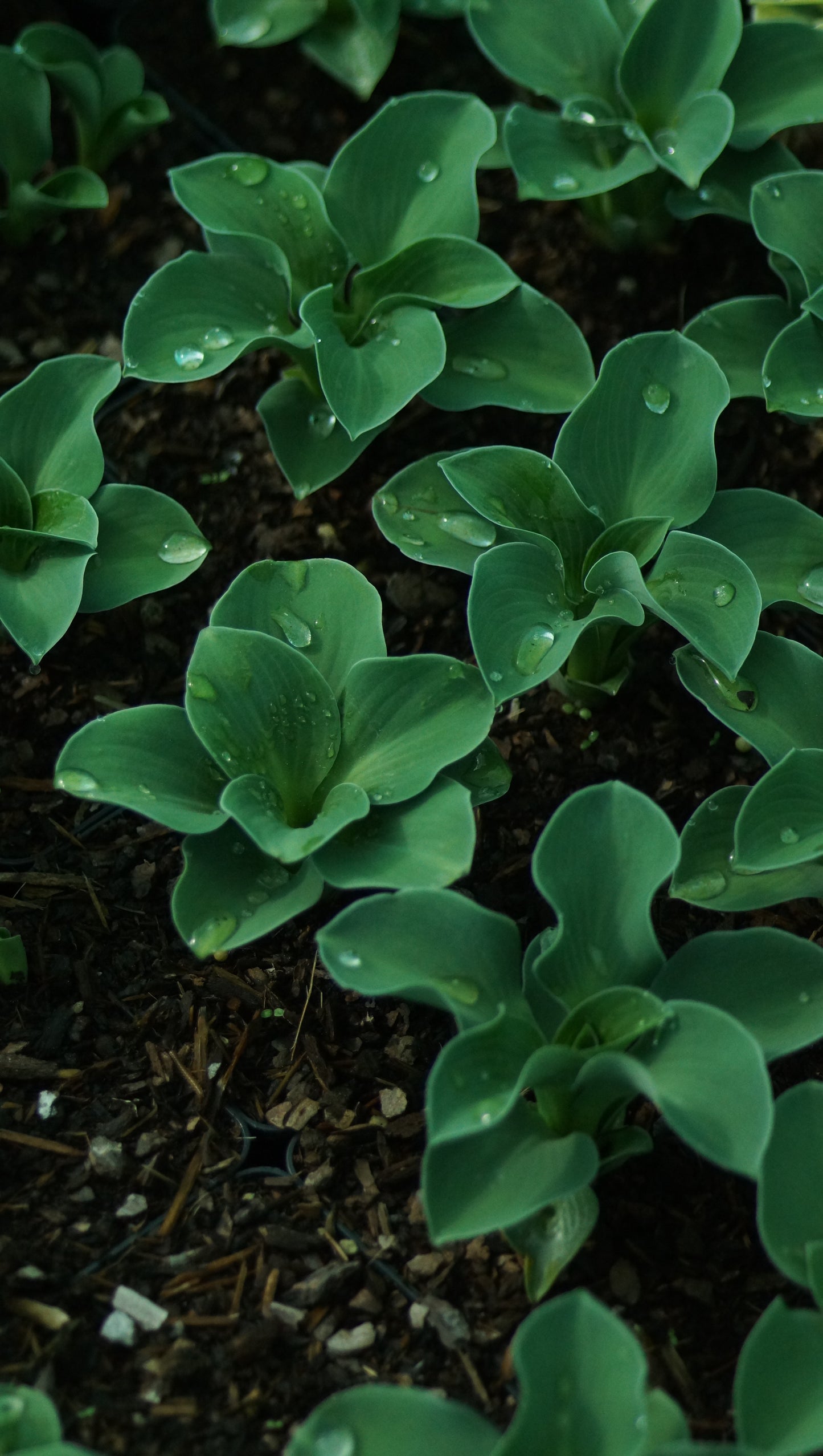 Hosta Hybride 'Blue Mouse Ears' - Zwerg-Funkie