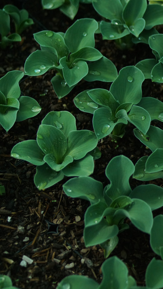Hosta Hybride 'Blue Mouse Ears' - Zwerg-Funkie