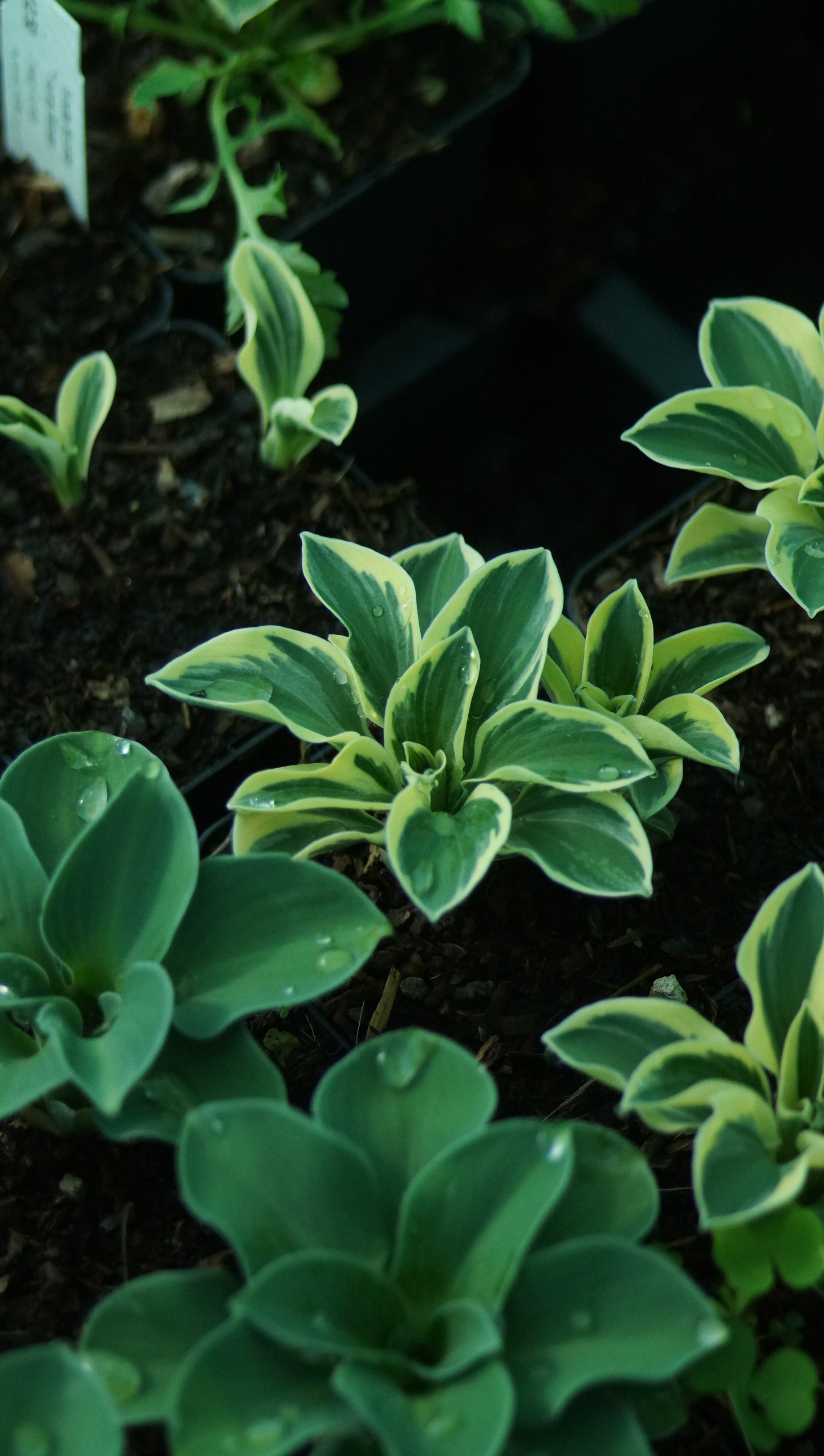 Hosta Hybride 'Funny Mouse' - Zwerg-Funkie