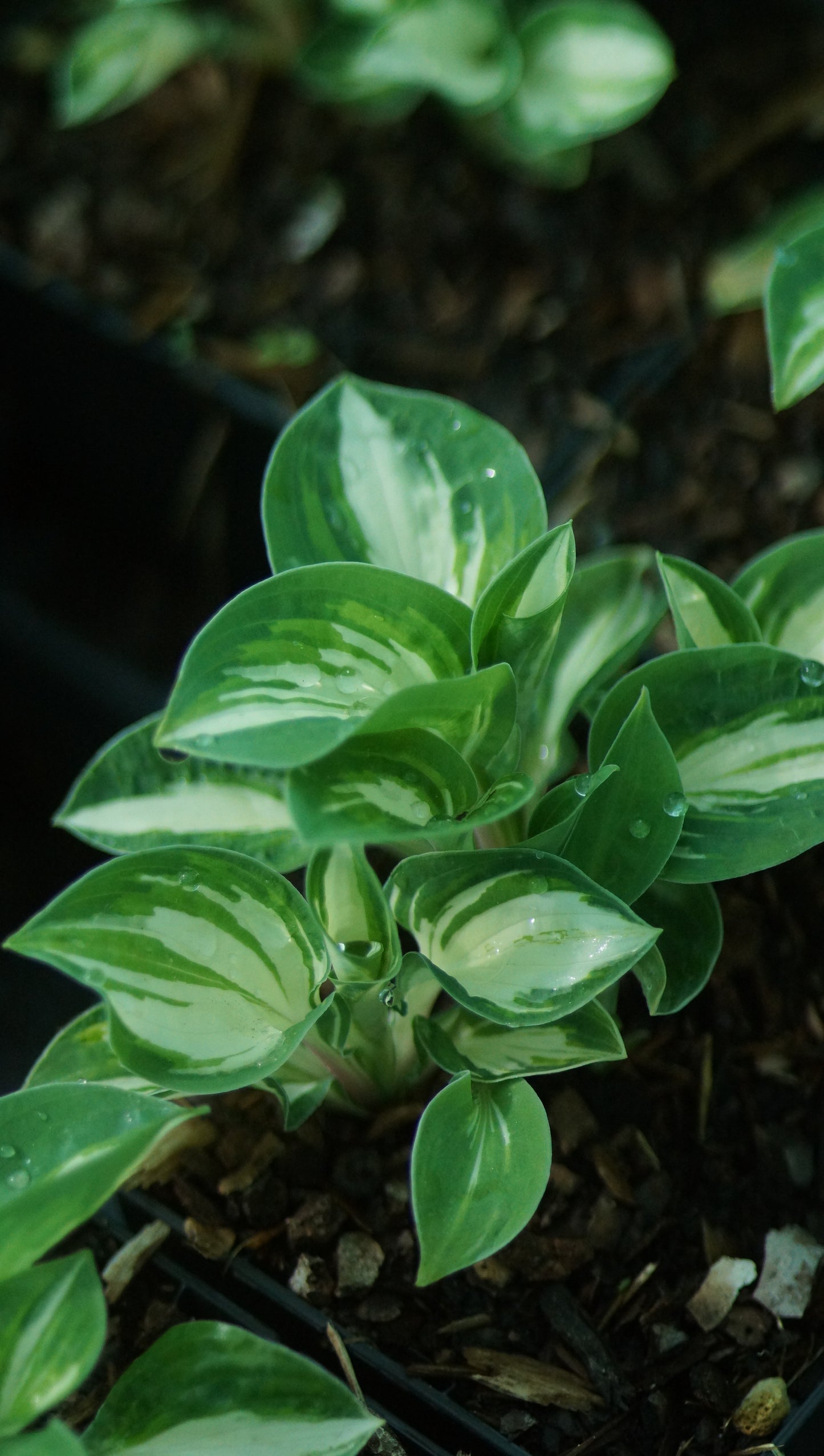Hosta Hybride 'Pandoras Box' - Zwerg-Funkie