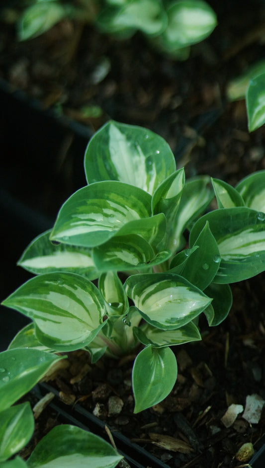 Hosta Hybride 'Pandoras Box' - Zwerg-Funkie