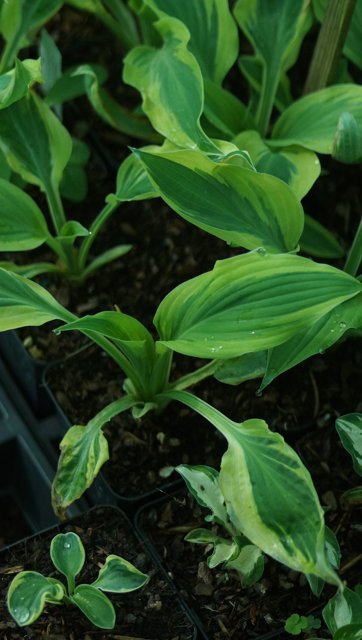 Hosta Hybride 'Lakeside Dragonfly' - Funkie