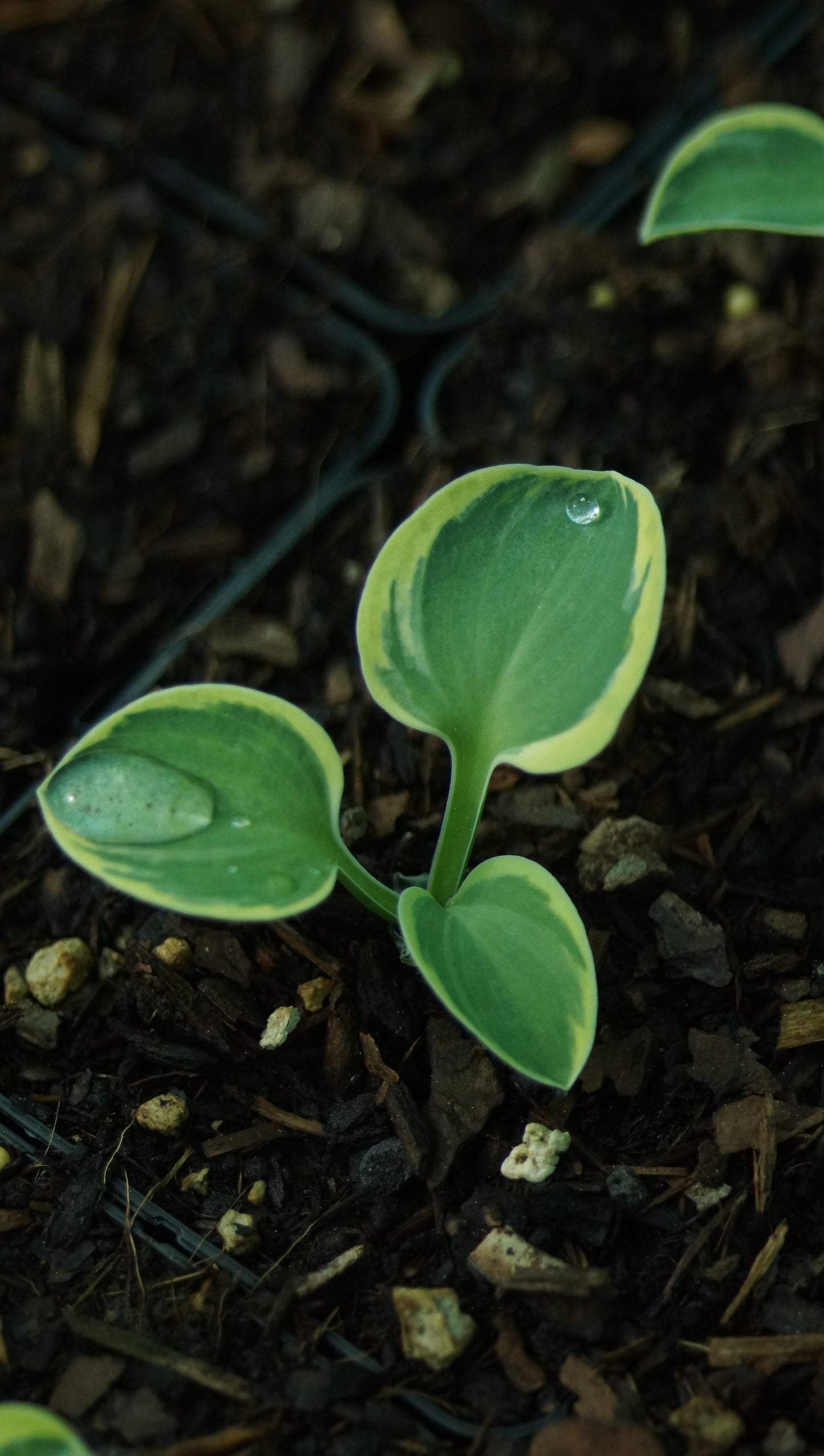 Hosta Hybride 'Lucky Mouse' - Zwerg-Funkie