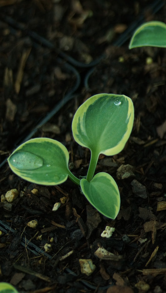 Hosta Hybride 'Lucky Mouse' - Zwerg-Funkie