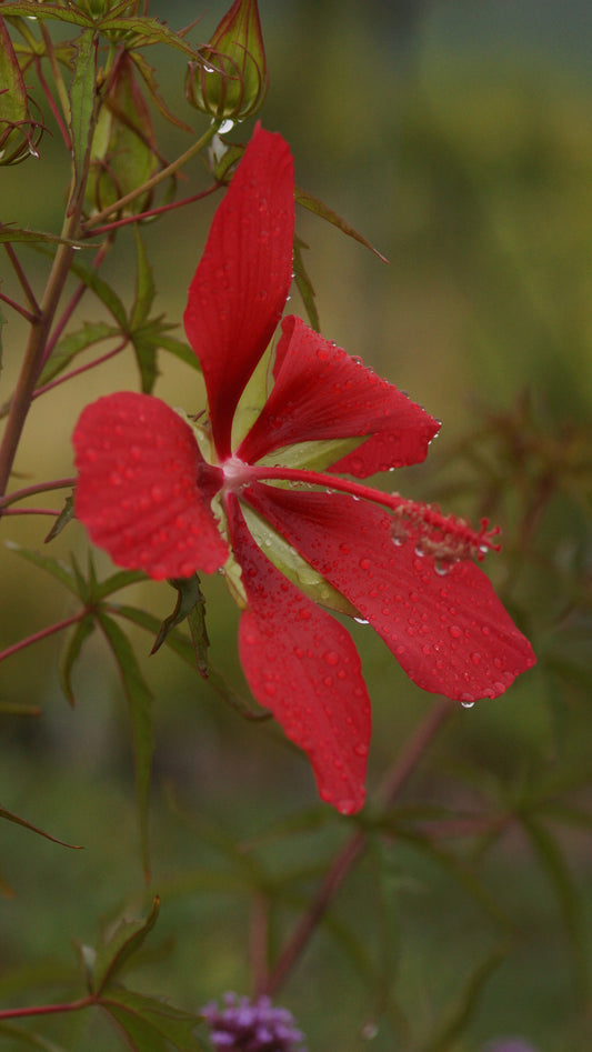 Hibiscus coccineus - Scharlach-Hibiskus