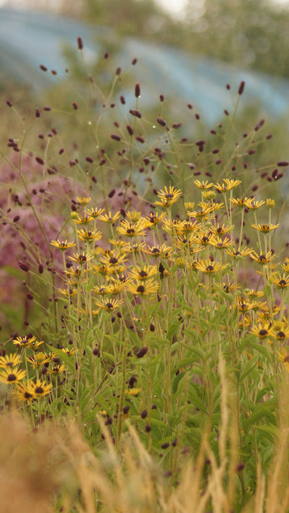 Rudbeckia subtomentosa 'Henry Eilers' - Schwachfilziger Sonnenhut