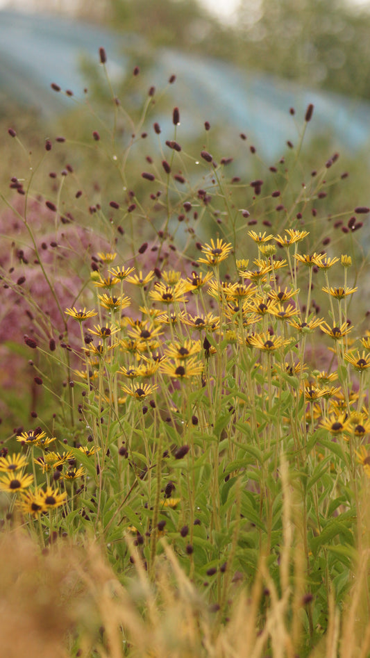 Rudbeckia subtomentosa 'Henry Eilers' - Schwachfilziger Sonnenhut