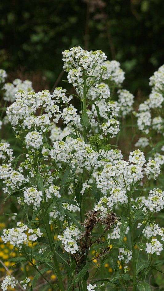 Armoracia rusticana - Meerrettich