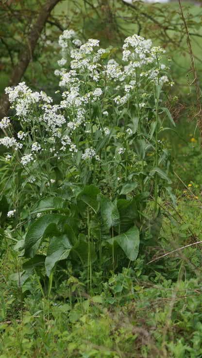 Armoracia rusticana - Meerrettich