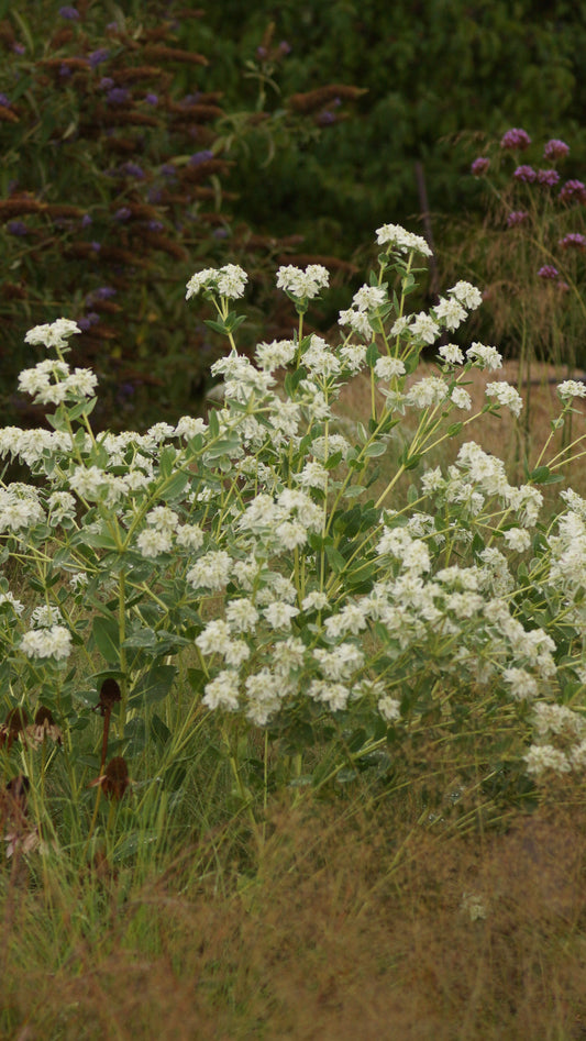 Pycnanthemum muticum - Grannenlose Scheinbergminze