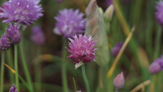 Allium schoenoprasum 'Forescate' - Schnitt-Lauch