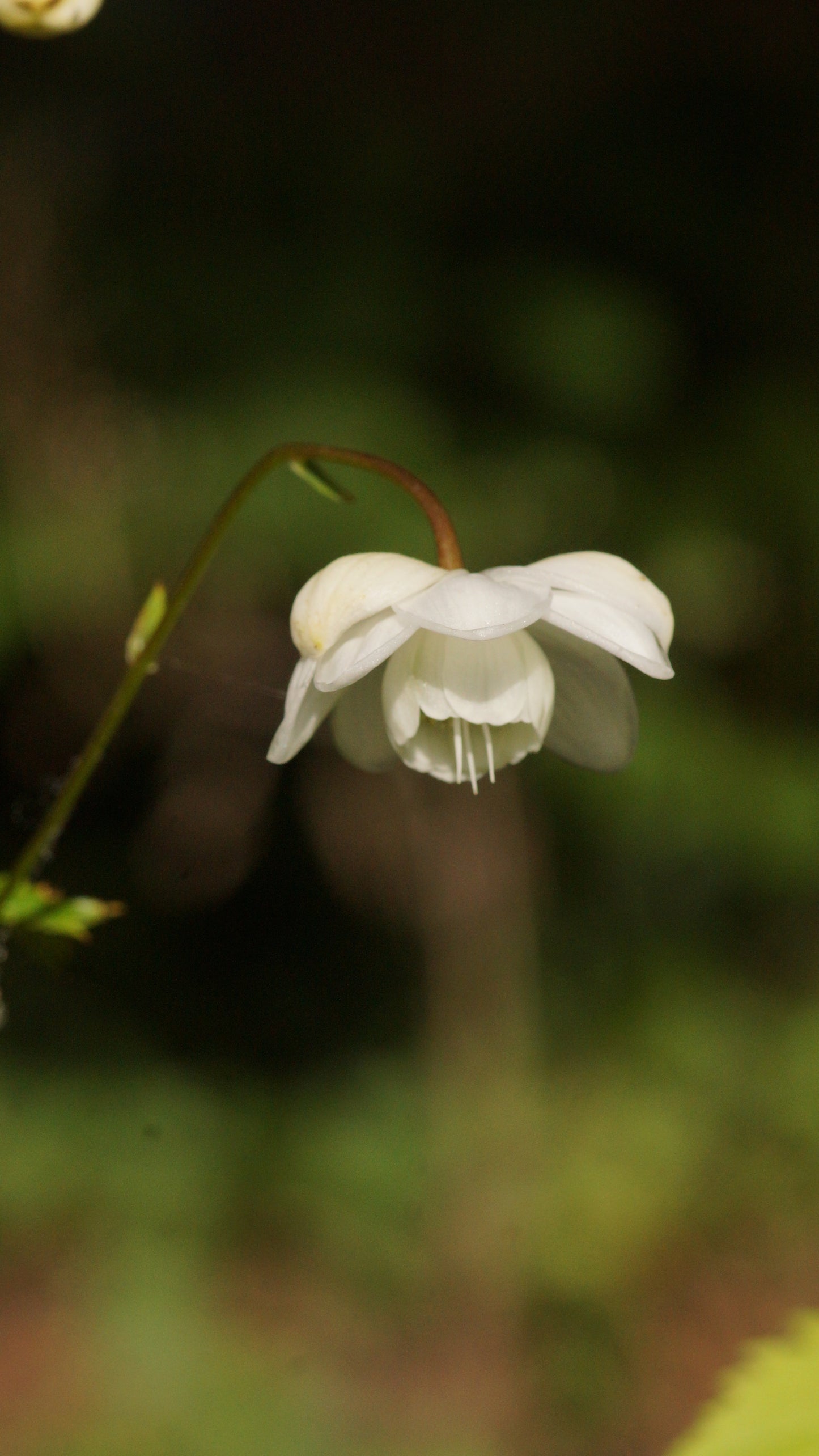 Anemonopsis macrophylla 'White Swan' - Japan-Scheinanemone
