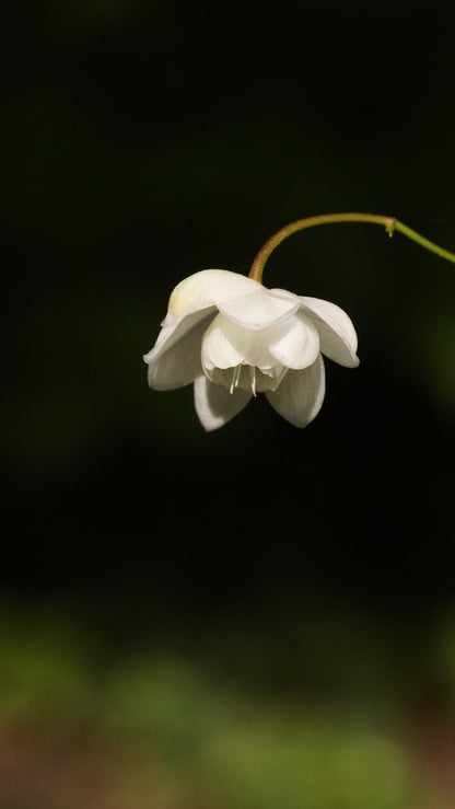 Anemonopsis macrophylla 'White Swan' - Japan-Scheinanemone