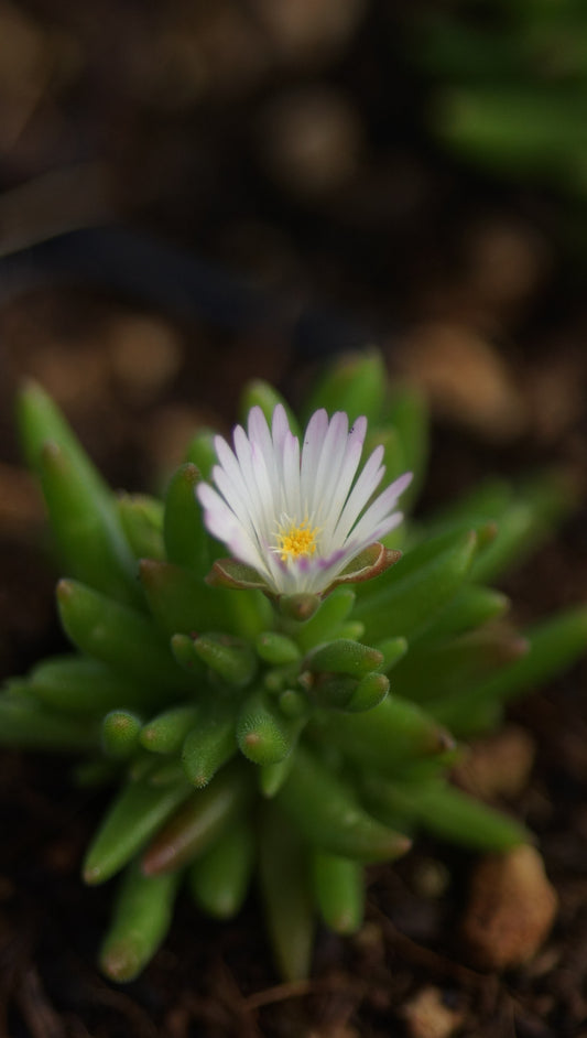 Delosperma Hybride 'Opal' - Mittagsblume