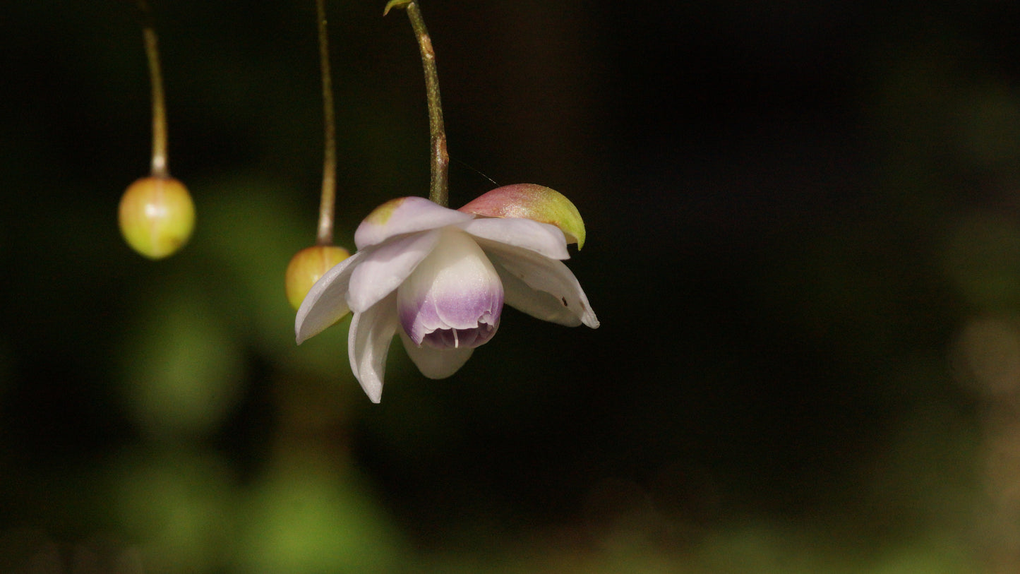 Anemonopsis macrophylla - Japan-Scheinanemone